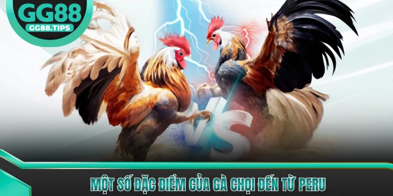 Một số đặc điểm của gà chọi đến từ Peru